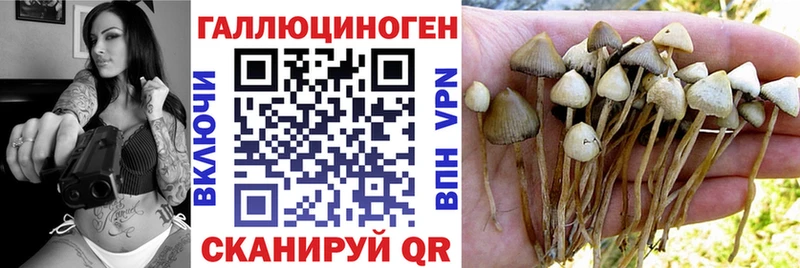 купить наркоту  Валдай  Галлюциногенные грибы Magic Shrooms 